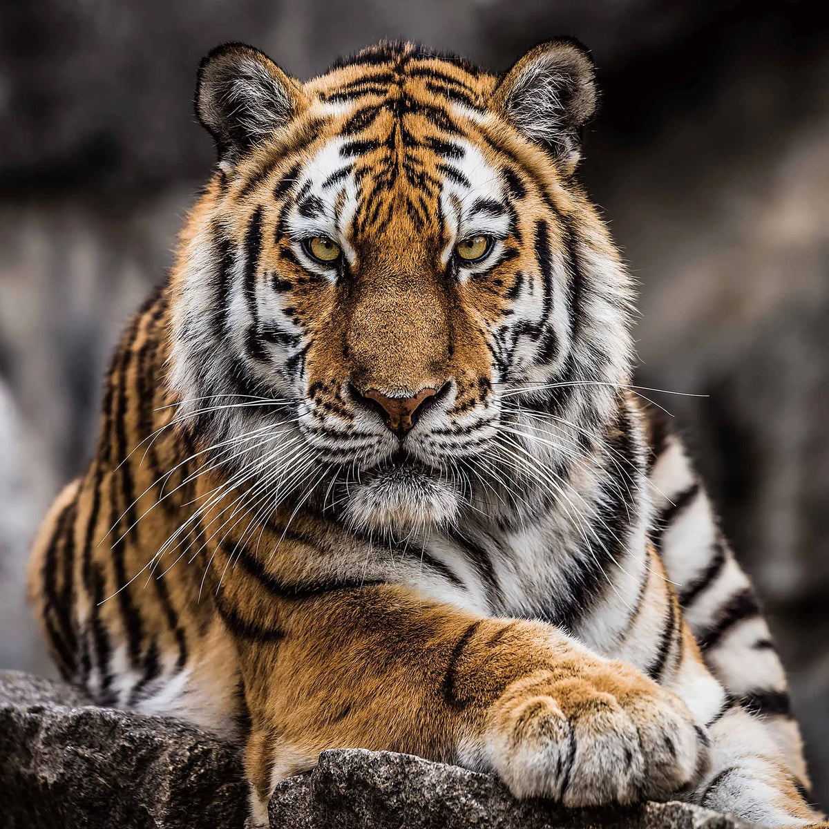Tableau en verre tigre majestueux 100 × 100 cm, portrait de tigre au regard intense avec les pattes croisées – ByMyDeco